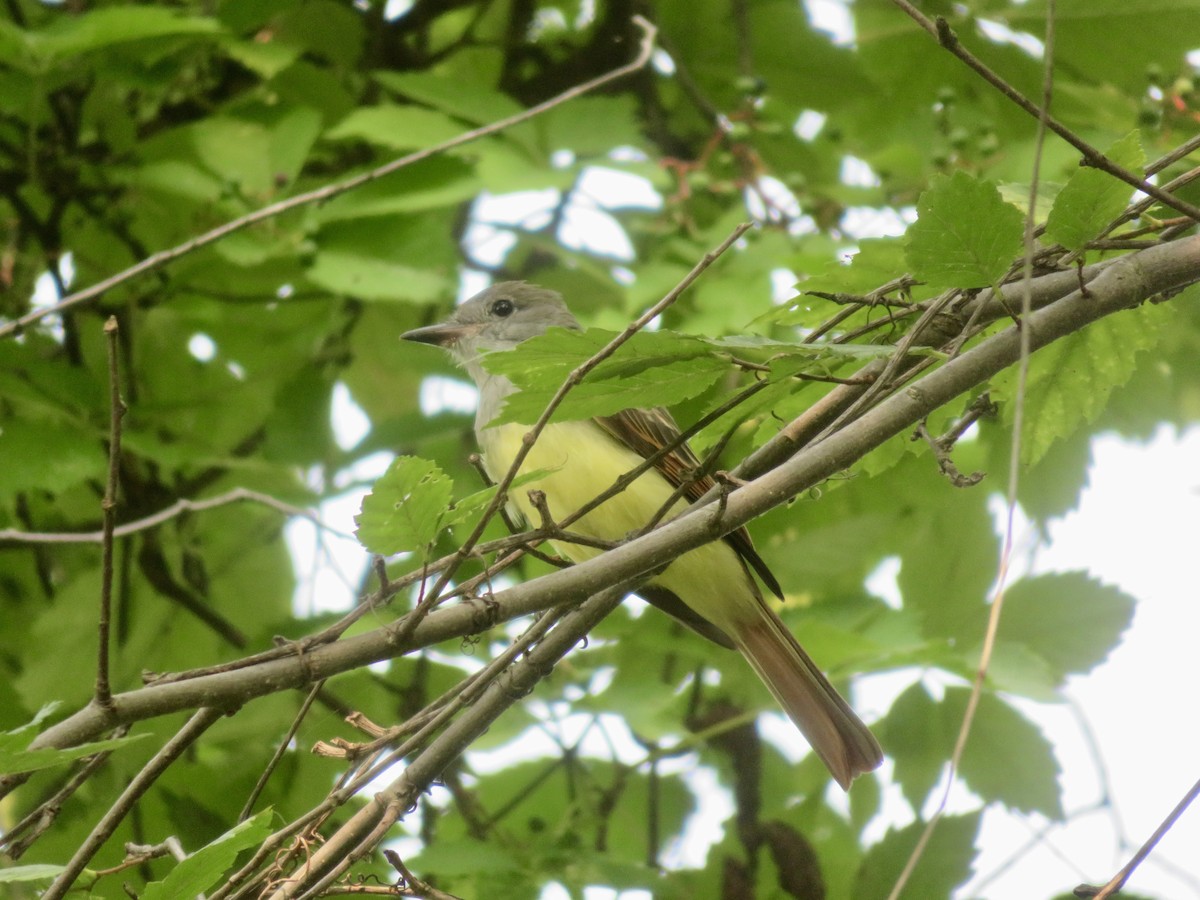 Great Crested Flycatcher - Christine Cote