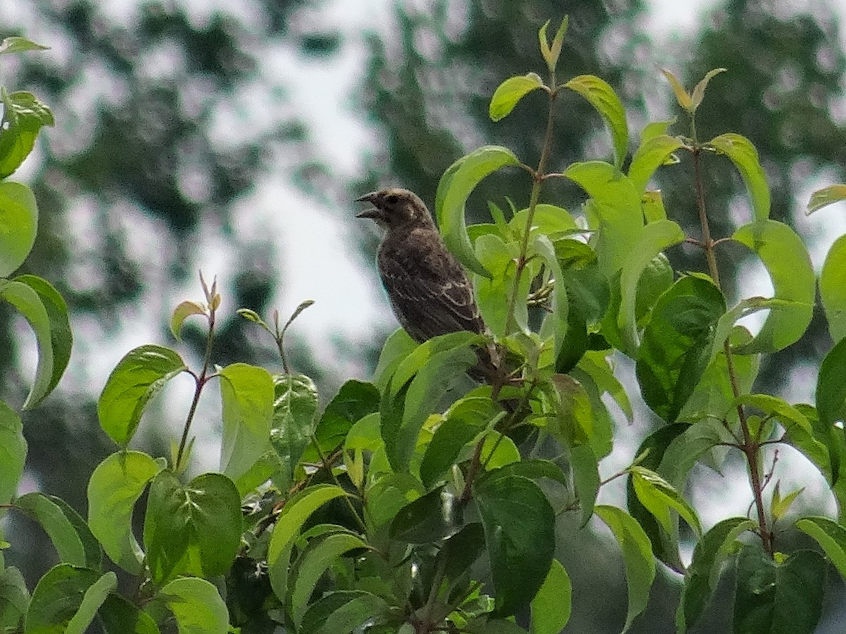 Brown-headed Cowbird - ML622553311