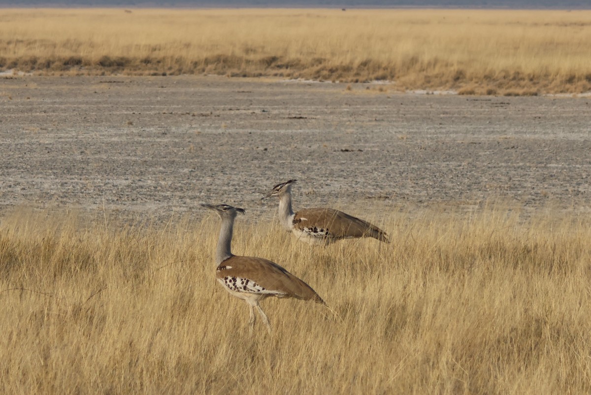 Kori Bustard - ML622553400