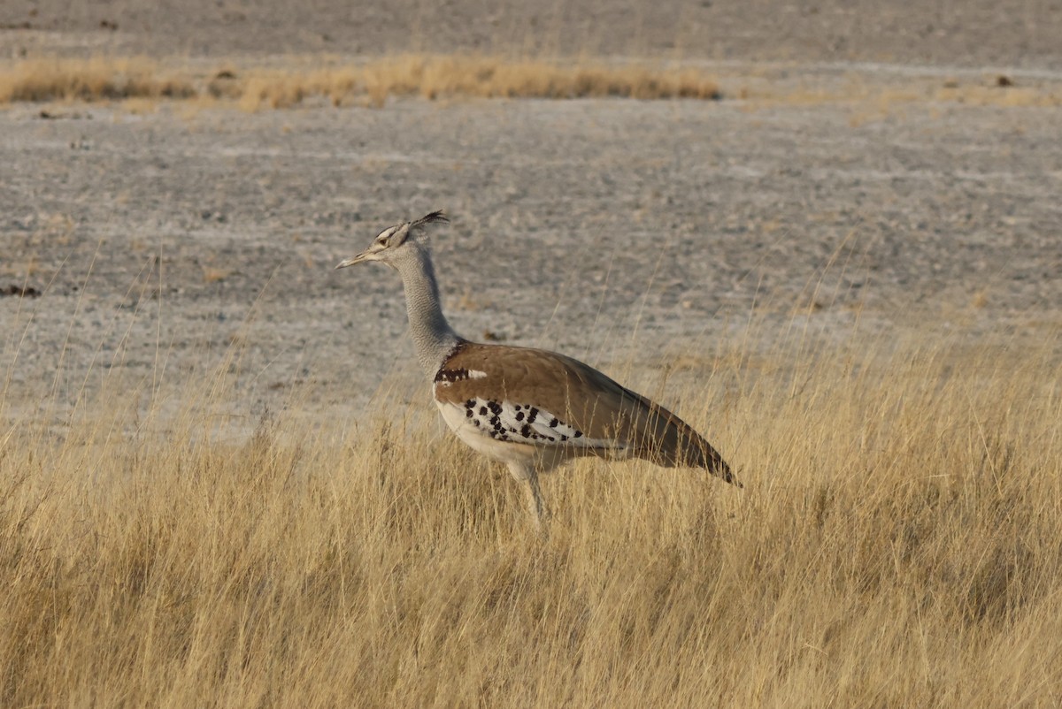 Kori Bustard - ML622553401