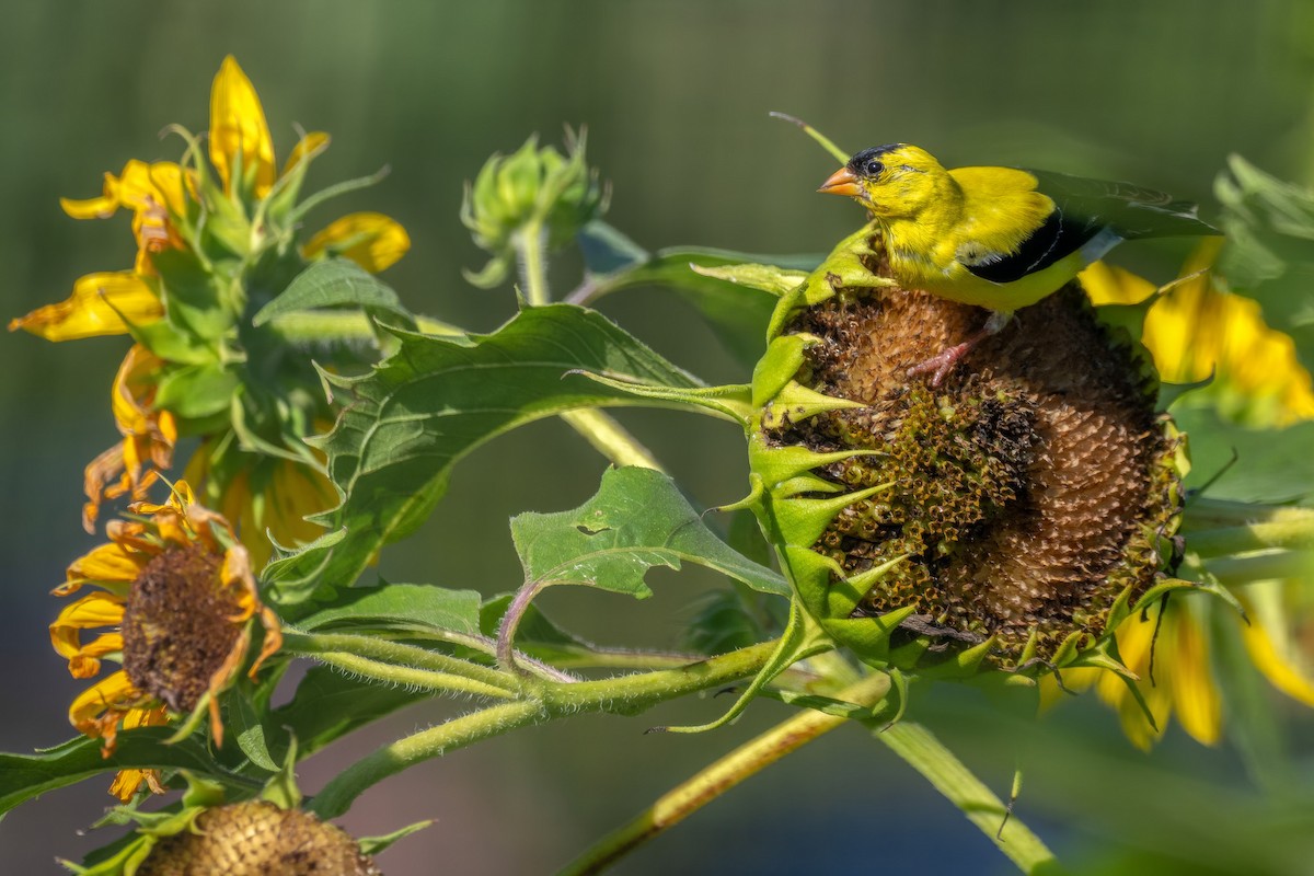 American Goldfinch - Ashley Pichon