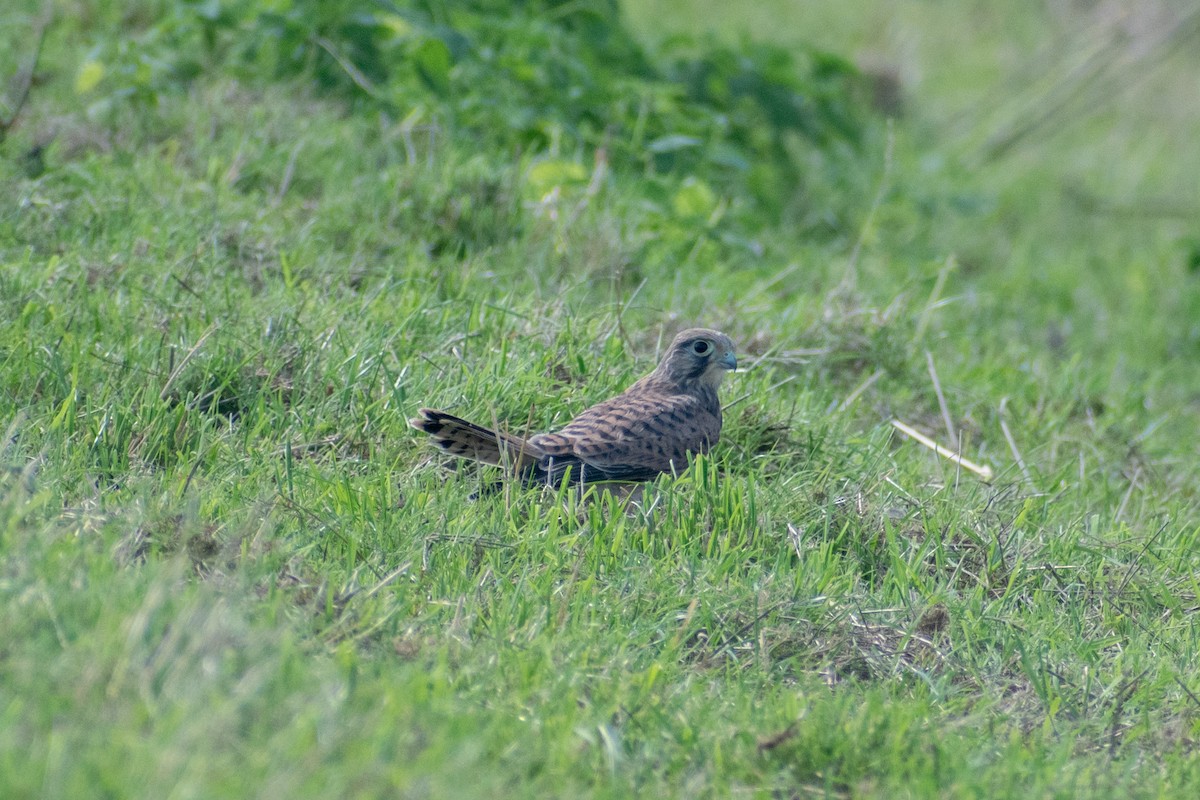 Belatz gorria (eurasiarra) - ML622553463