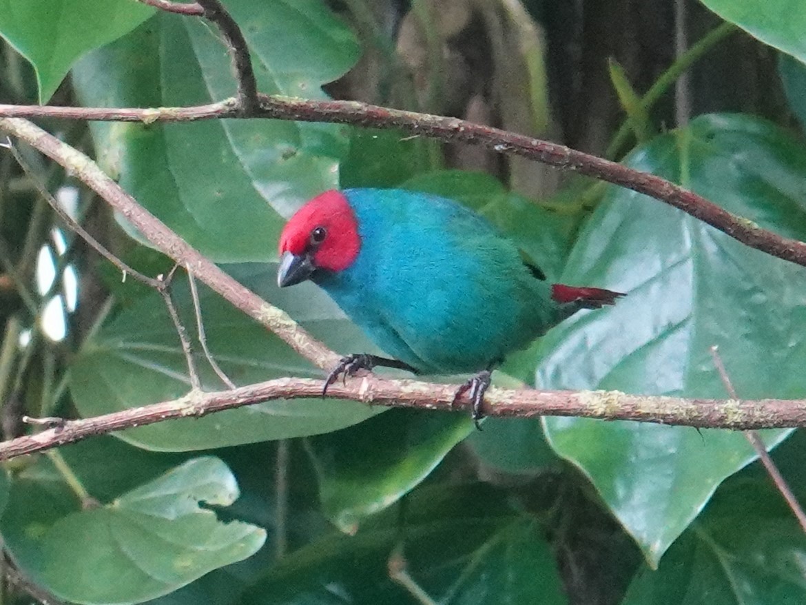 Vanuatu Papağan İspinozu (cyaneovirens/gaughrani) - ML622553514
