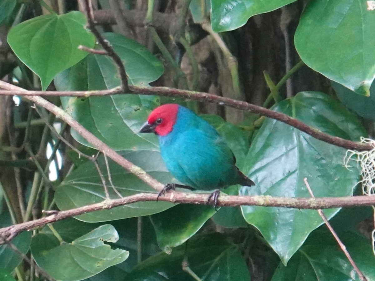 Vanuatu Papağan İspinozu (cyaneovirens/gaughrani) - ML622553515