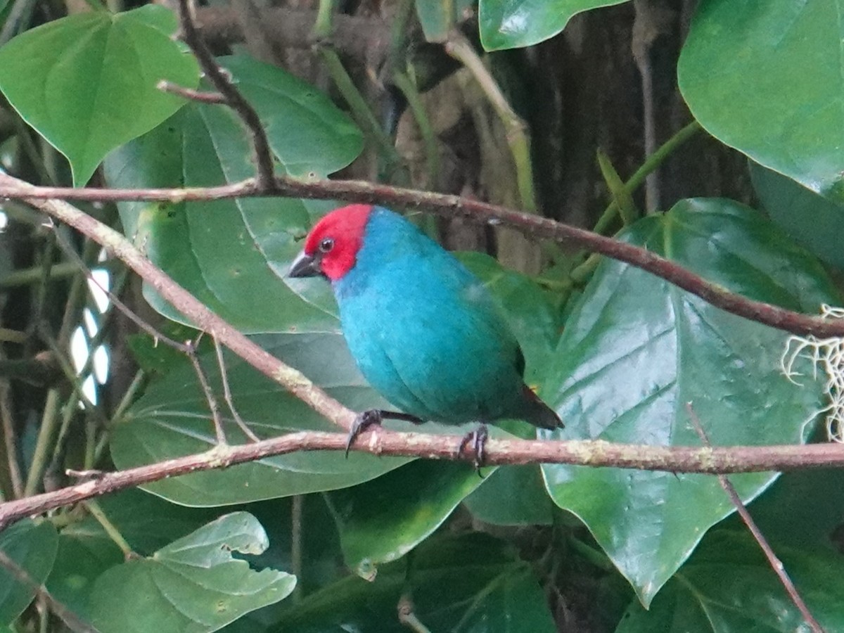 Vanuatu Papağan İspinozu (cyaneovirens/gaughrani) - ML622553520