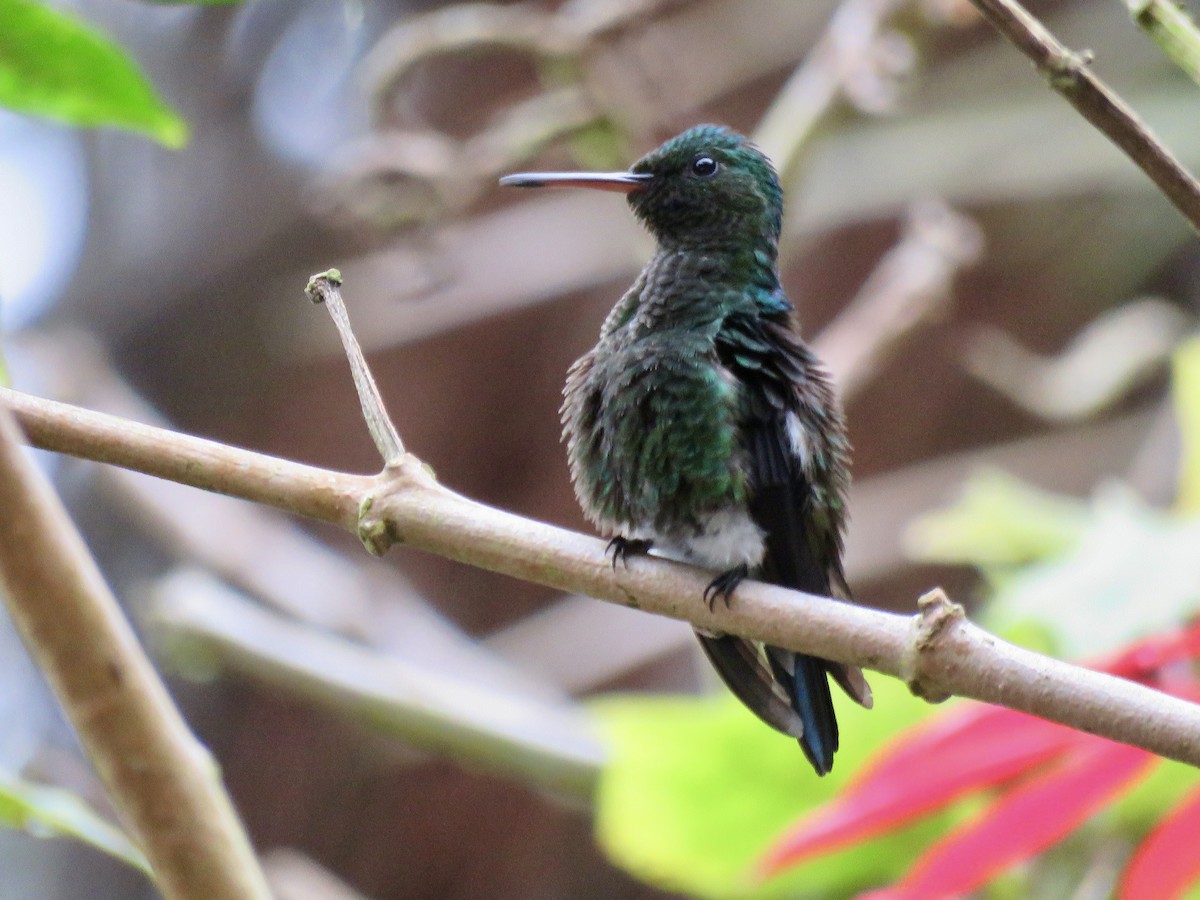 Steely-vented Hummingbird - ML622553572