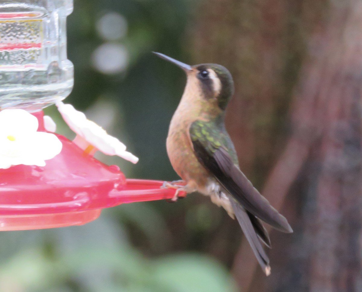 Speckled Hummingbird - ML622553678