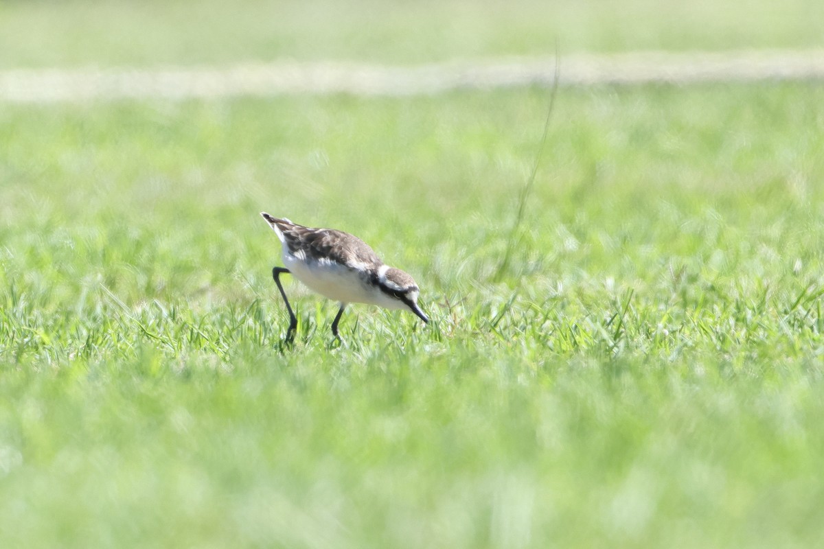 St. Helena Plover - ML622553694