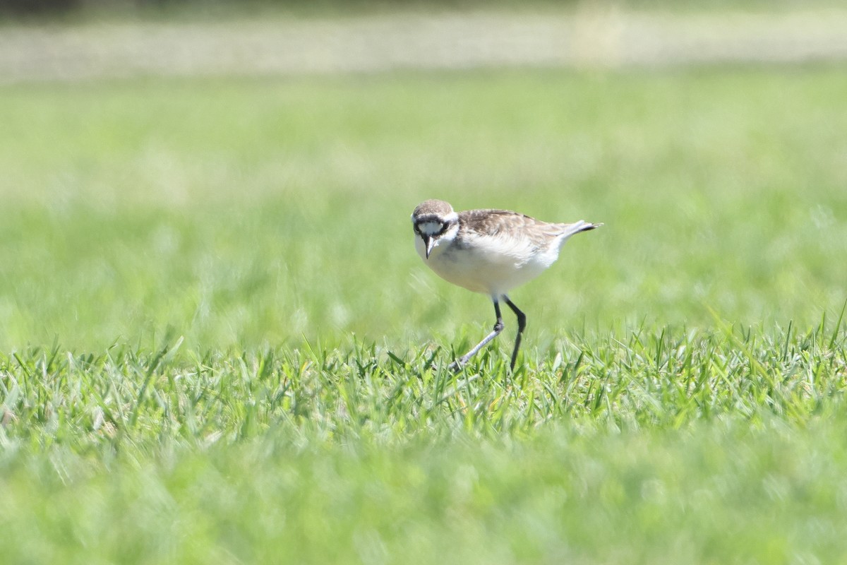 St. Helena Plover - ML622553695