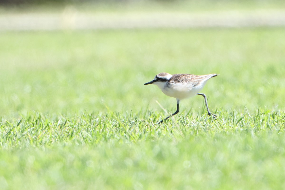 St. Helena Plover - ML622553696