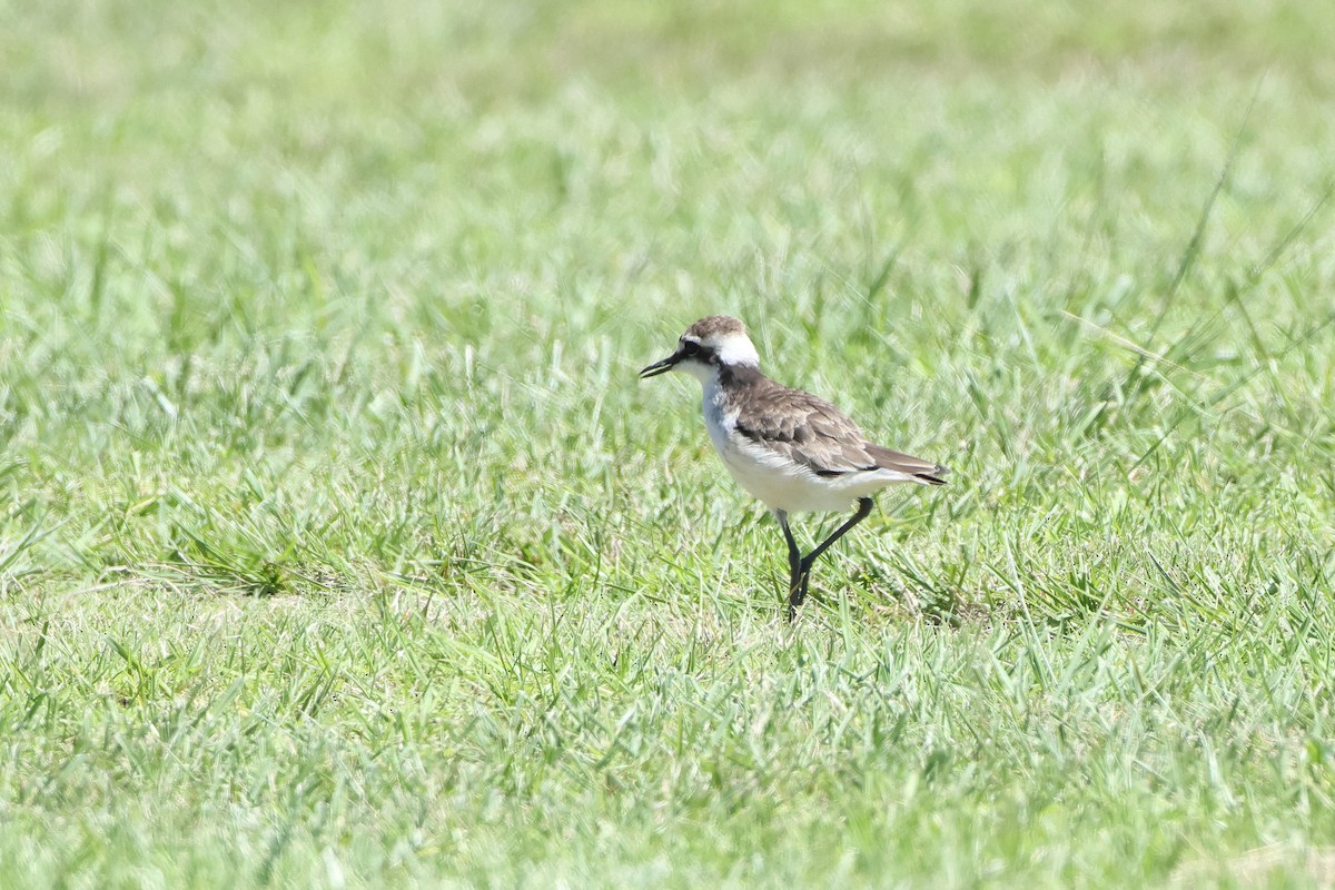 St. Helena Plover - ML622553697