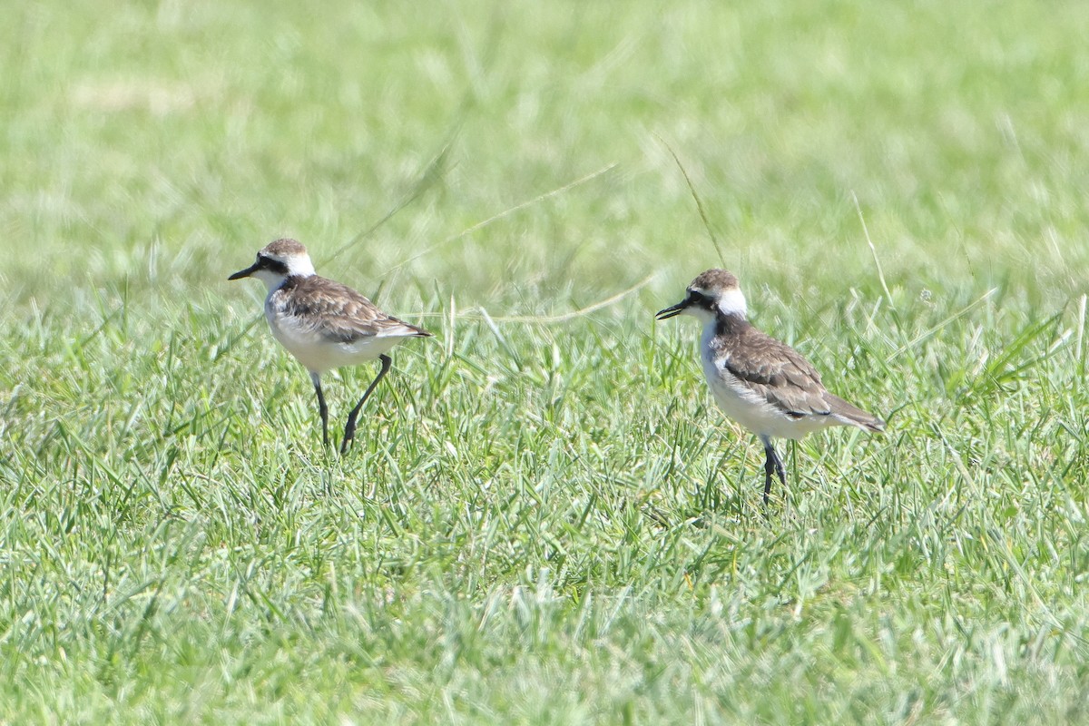 St. Helena Plover - ML622553698
