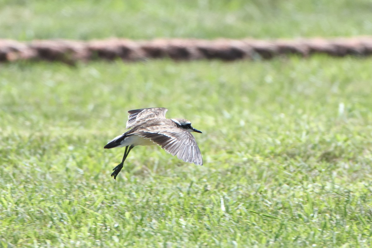 St. Helena Plover - ML622553701