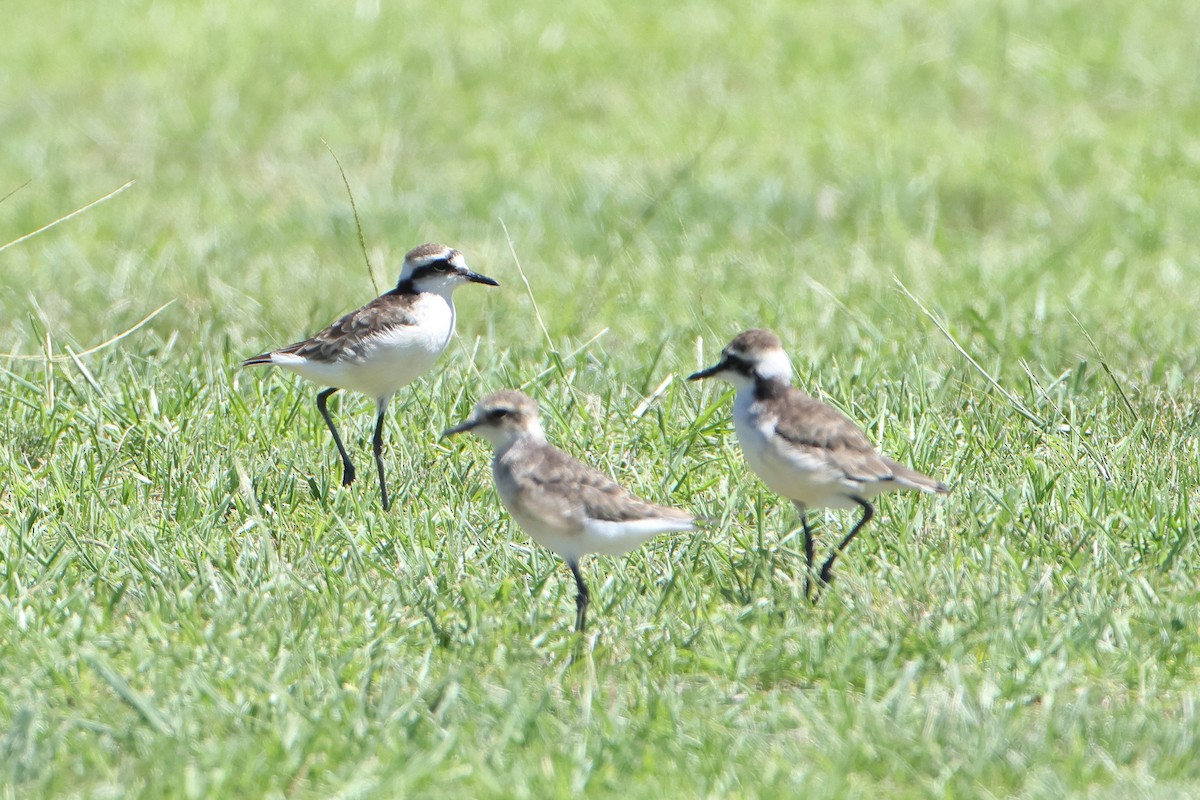 St. Helena Plover - ML622553702