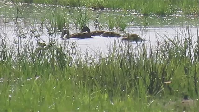 Northern Shoveler - ML622553744