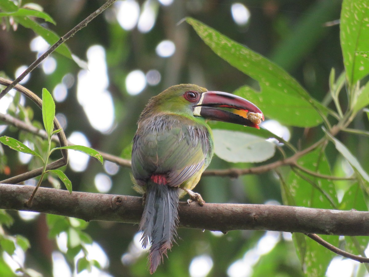 Crimson-rumped Toucanet - ML622553764