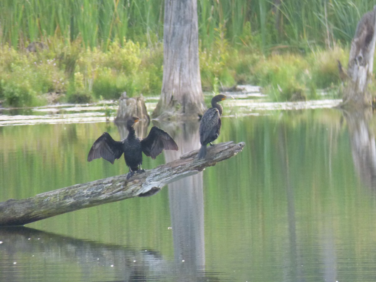 Double-crested Cormorant - ML622553804