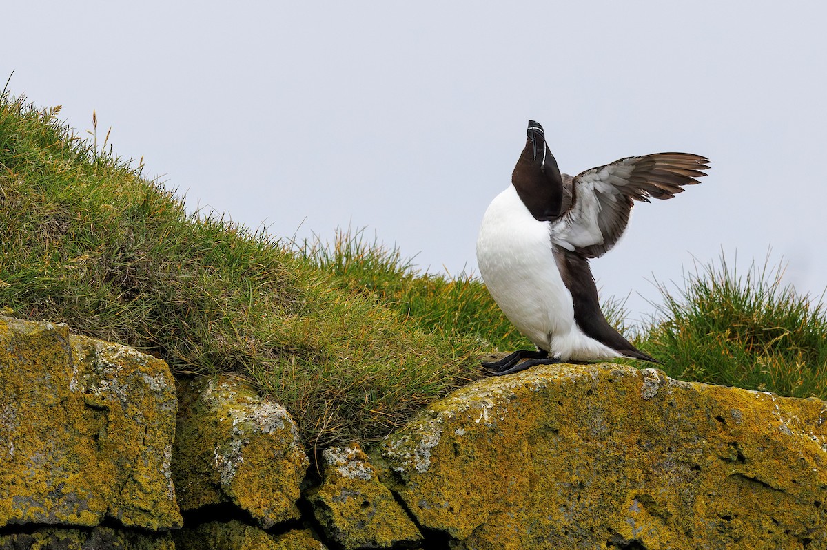 Razorbill - ML622553805