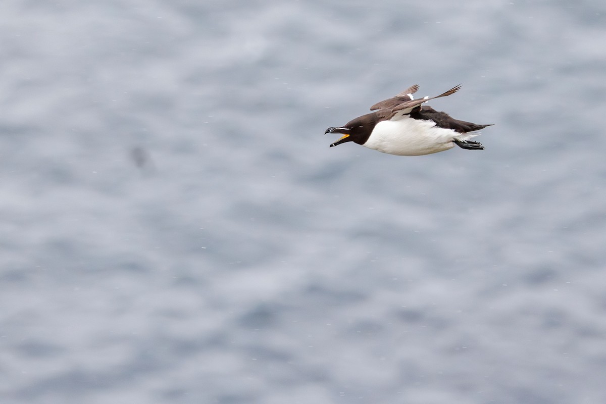 Razorbill - ML622553806