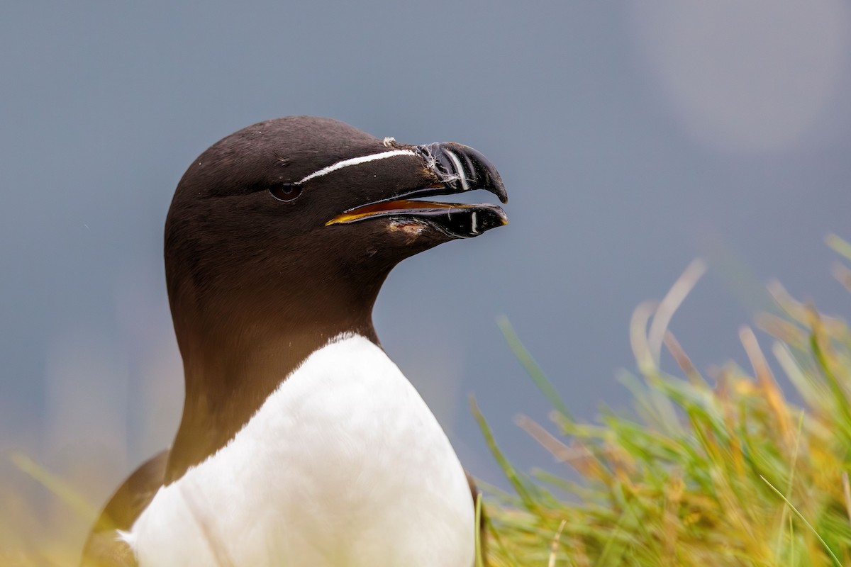 Razorbill - ML622553807