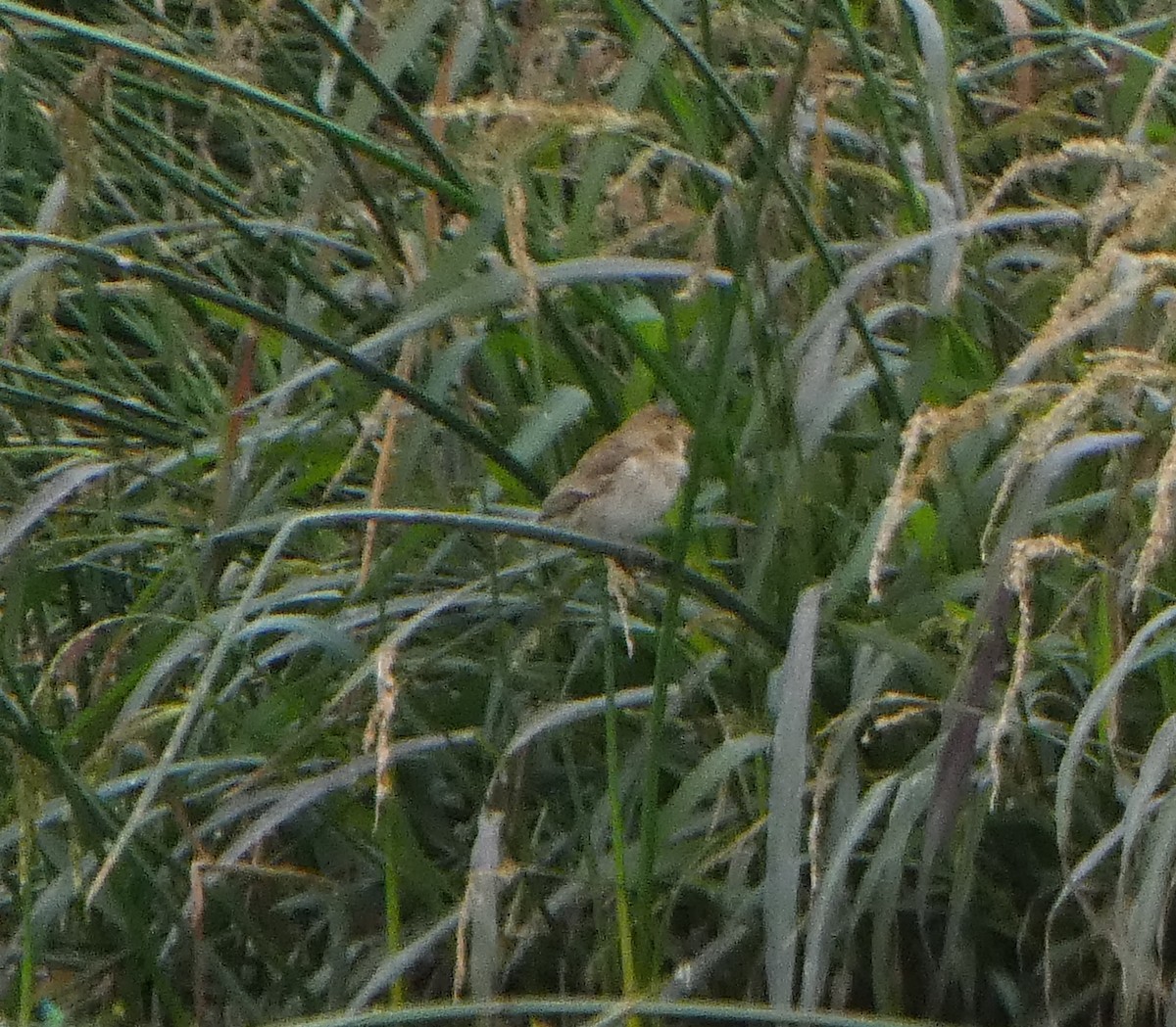 Chestnut-throated Seedeater - ML622553855