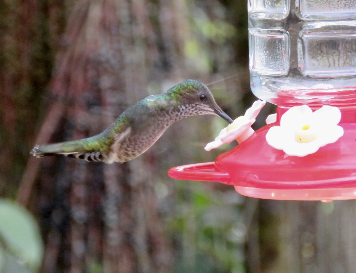 White-necked Jacobin - ML622553861