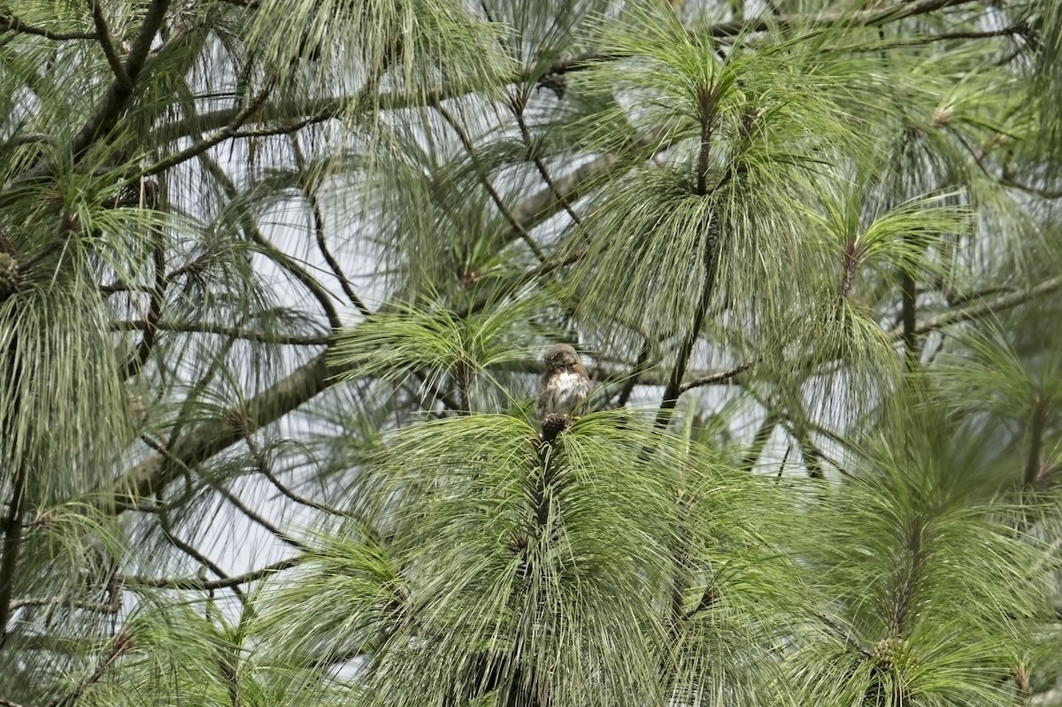 Northern Pygmy-Owl (Guatemalan) - ML622553904