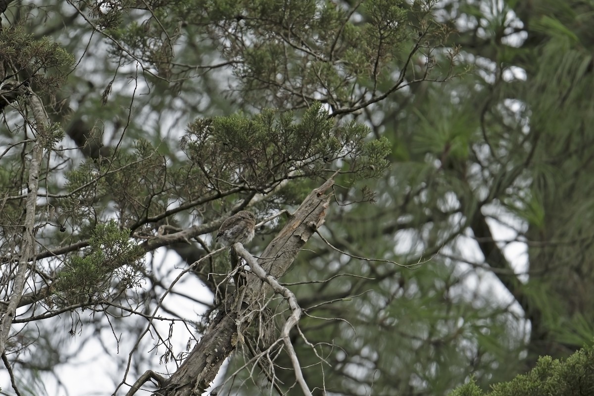 Northern Pygmy-Owl (Guatemalan) - ML622553922