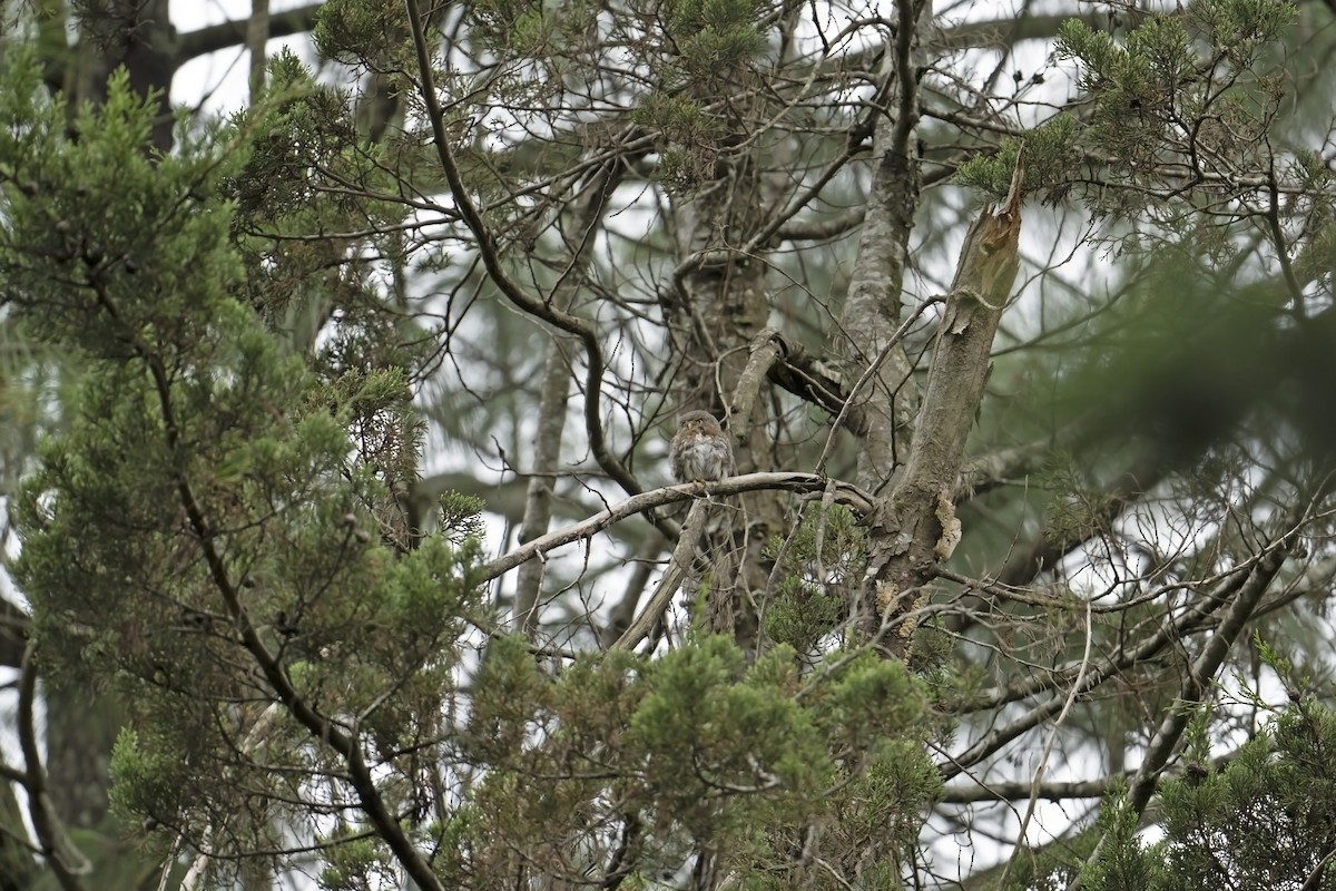 Northern Pygmy-Owl (Guatemalan) - ML622553923