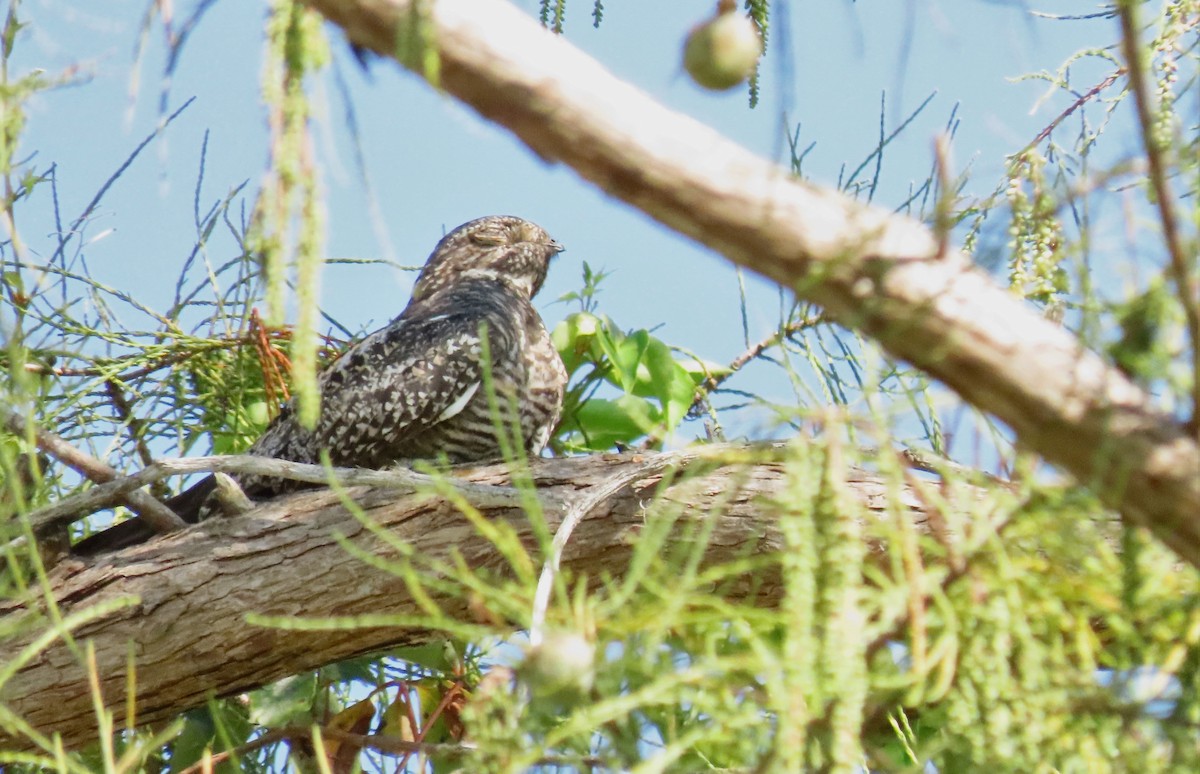 Common Nighthawk - Susan Young