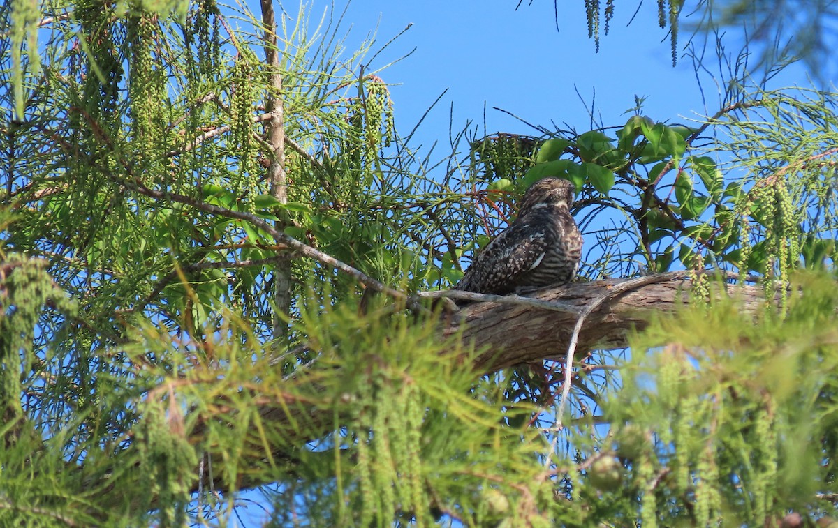 Common Nighthawk - ML622553969