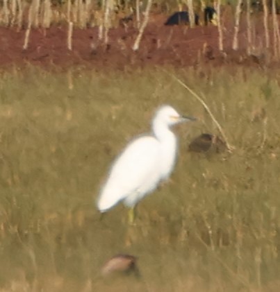 Western Cattle Egret - ML622554000