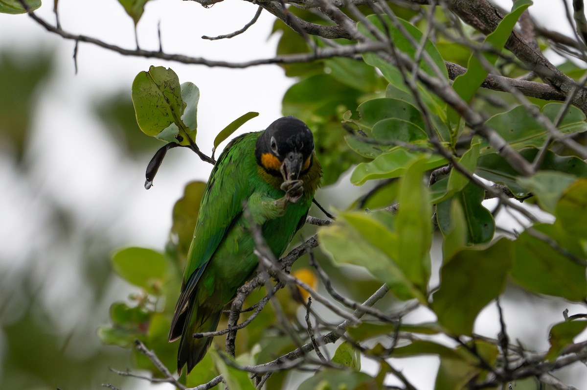 Orange-cheeked Parrot - Herb Elliott