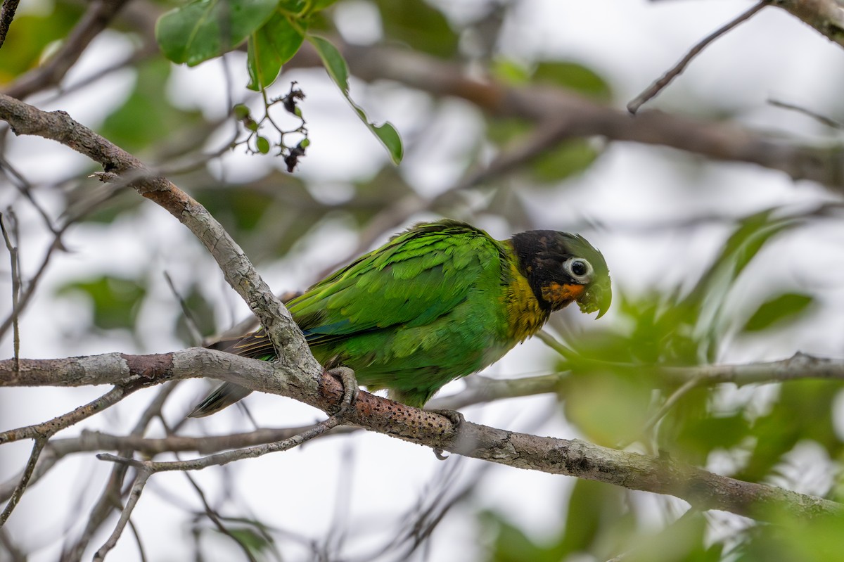 Orange-cheeked Parrot - Herb Elliott