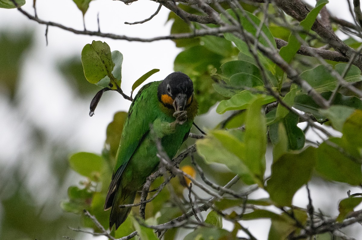 Orange-cheeked Parrot - ML622554023