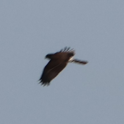 Long-winged Harrier - ML622554028