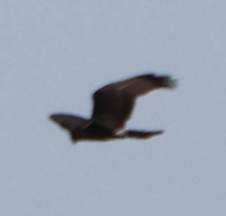 Long-winged Harrier - ML622554029