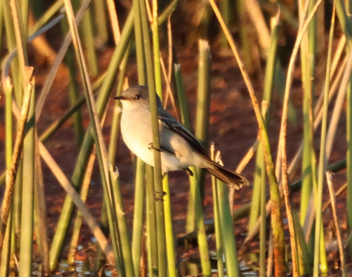 Sooty Tyrannulet - ML622554079