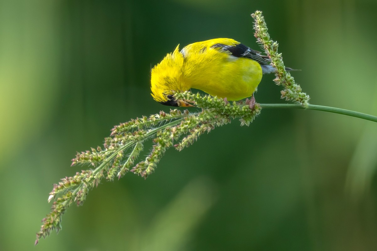 American Goldfinch - ML622554212