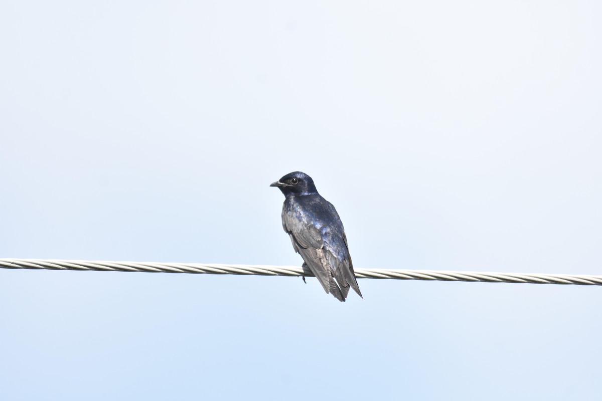 Purple Martin - ML622554252