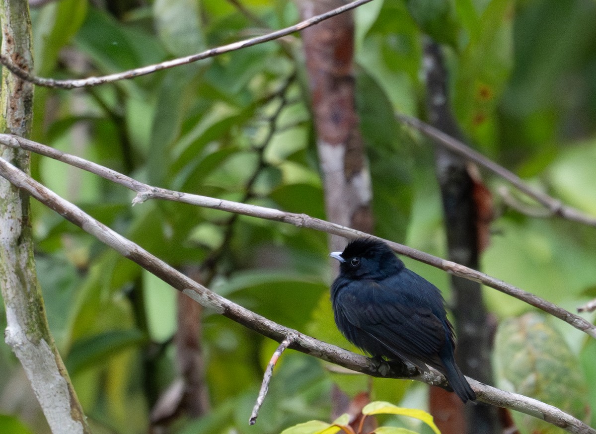 Black Manakin - ML622554281