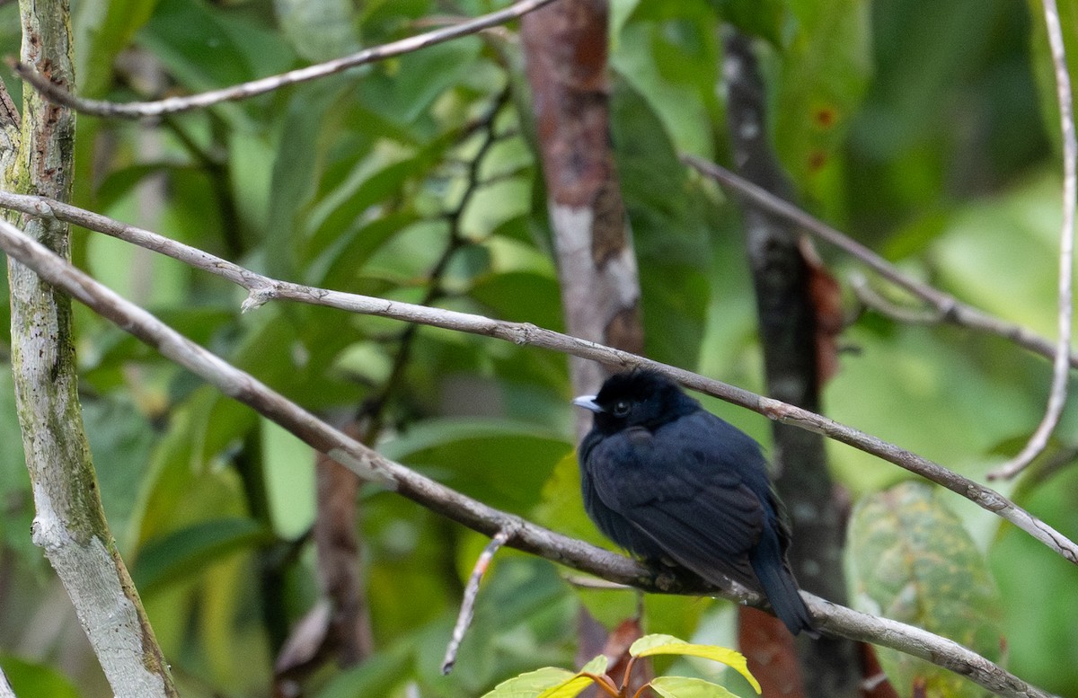 Black Manakin - ML622554282