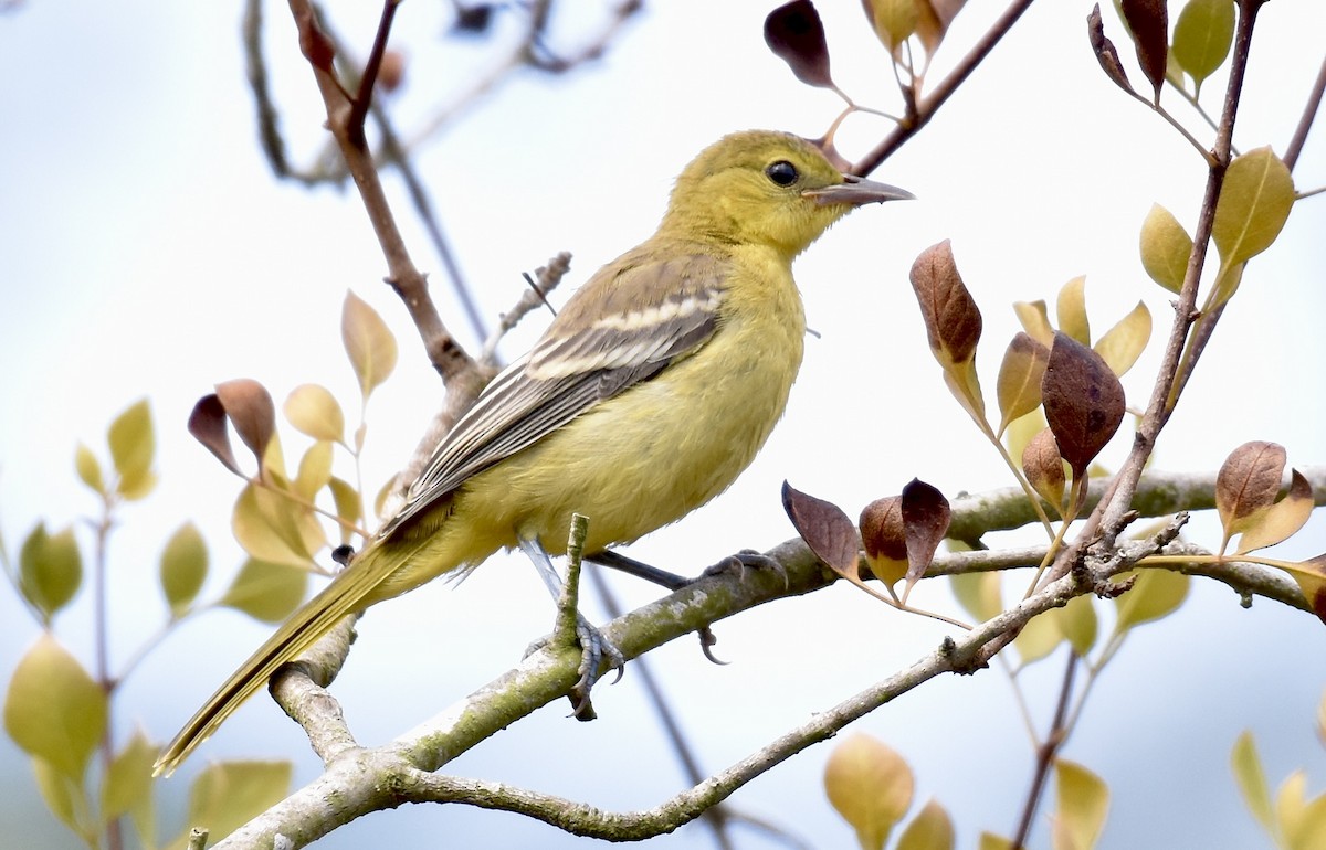 Hooded Oriole - ML622554332