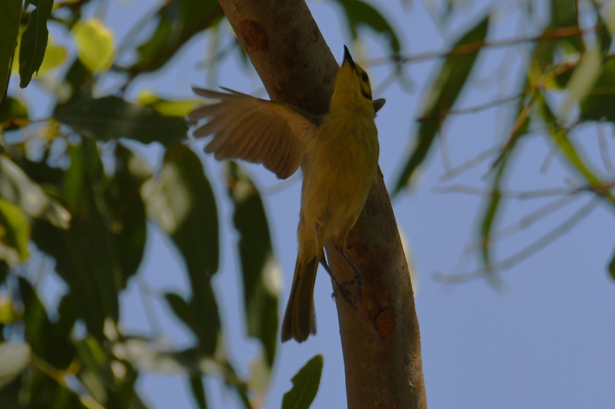 Yellow-tinted Honeyeater - ML622554347