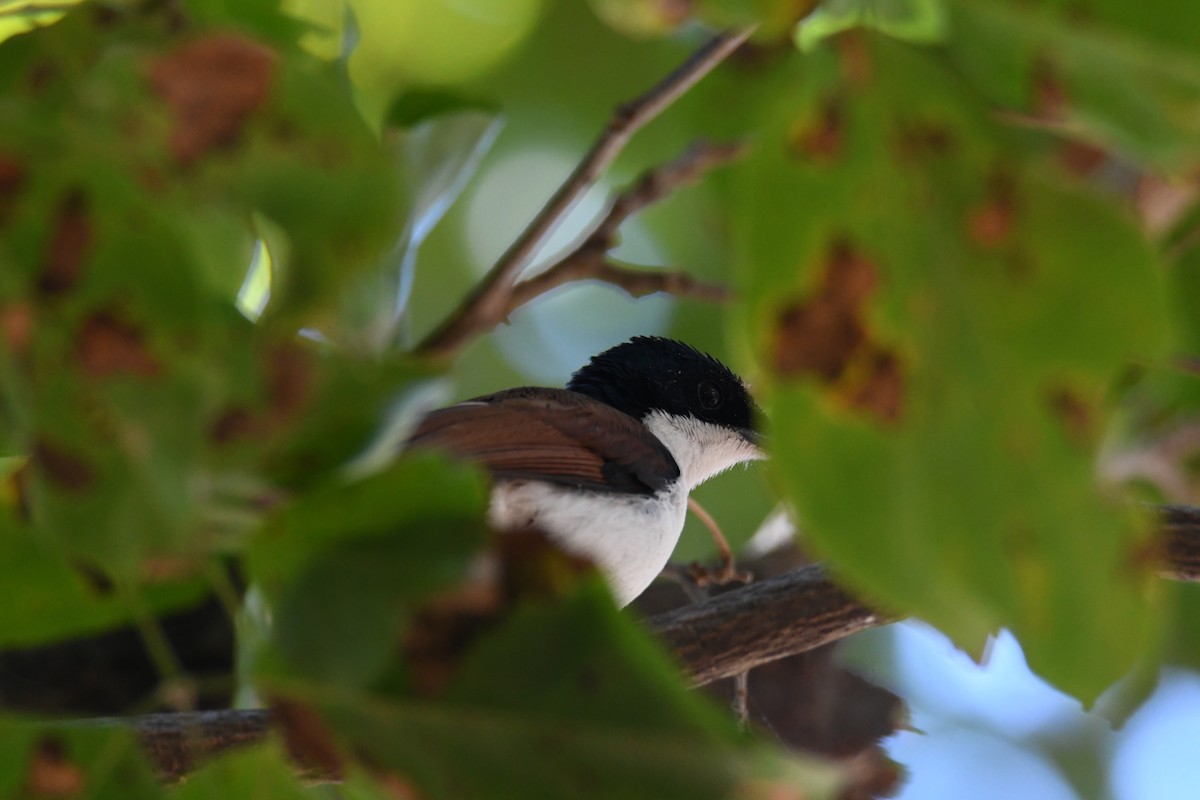 Shining Flycatcher - ML622554357