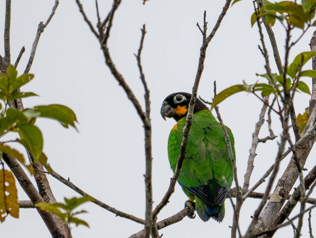 Orange-cheeked Parrot - ML622554459