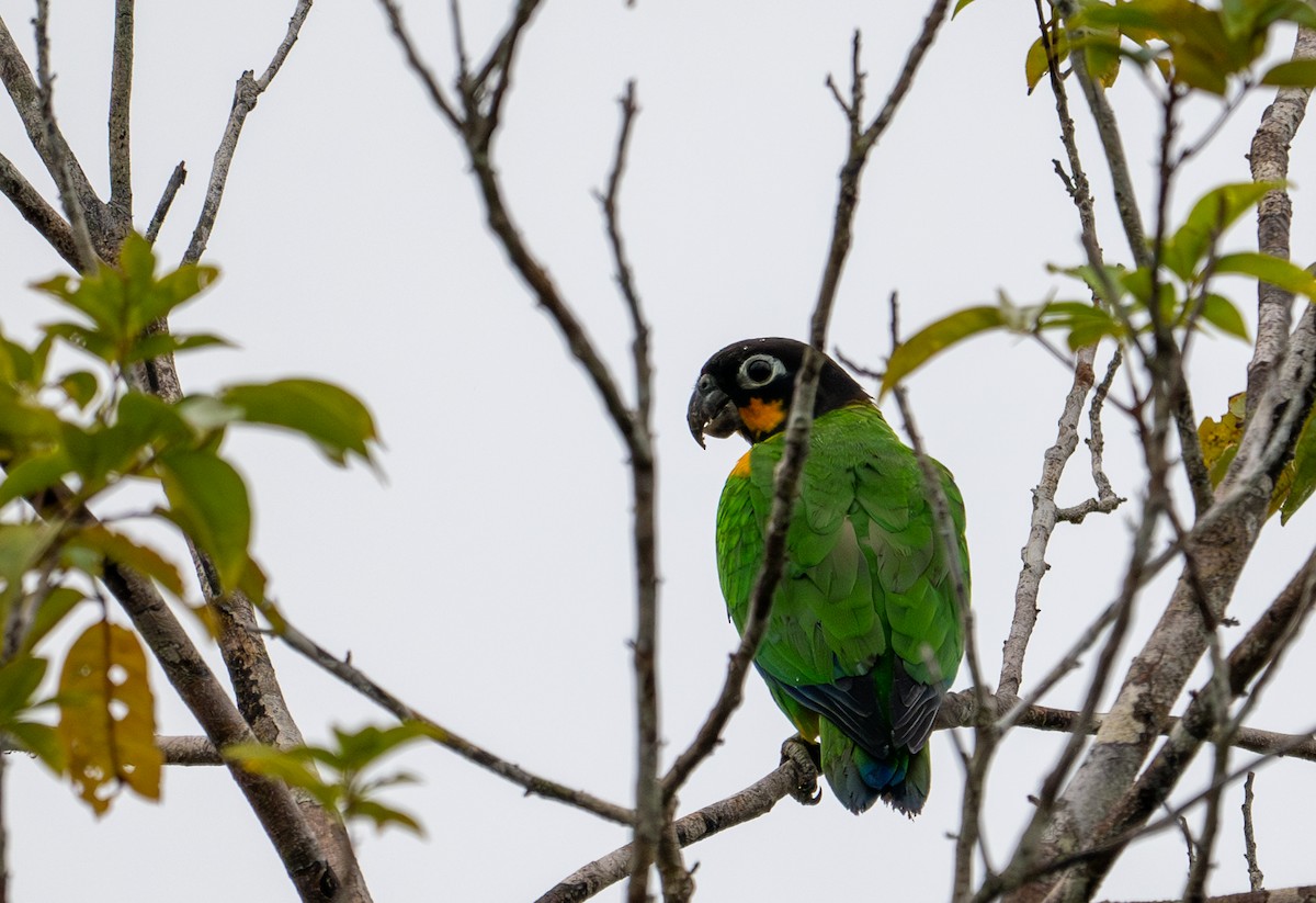 Orange-cheeked Parrot - ML622554460