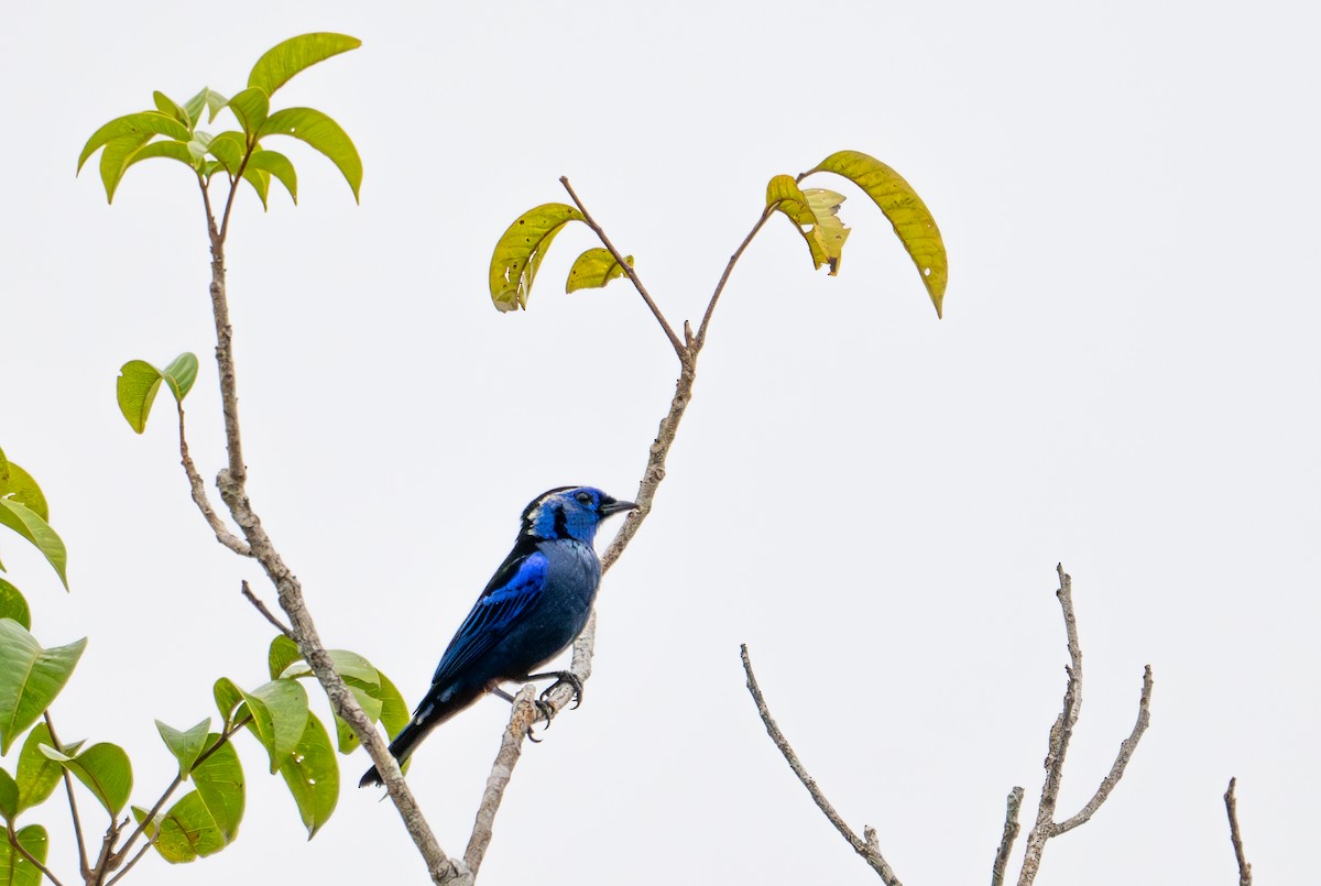 Opal-rumped Tanager - ML622554498