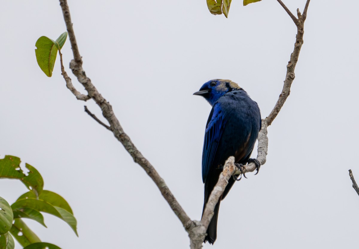 Opal-rumped Tanager - ML622554515