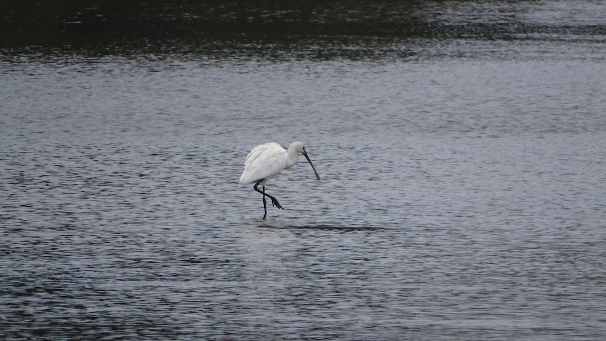 Eurasian Spoonbill - ML622554518